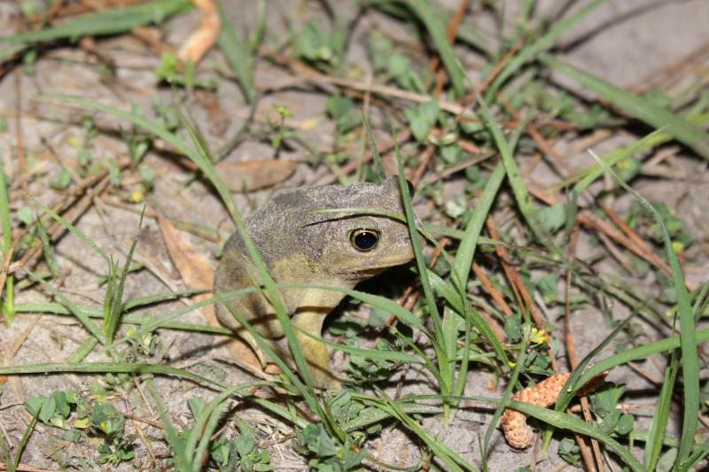 Hurter's Spadefoot (Scaphiopus hurterii)