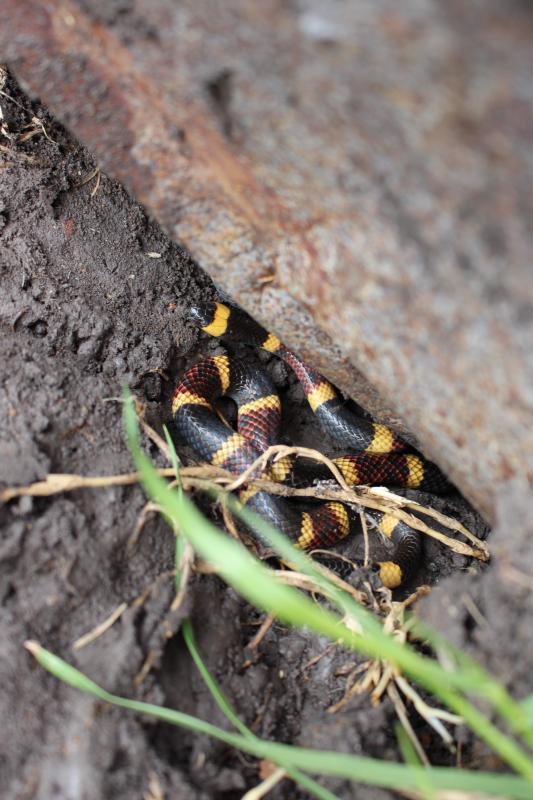 Texas Coralsnake (Micrurus tener tener)