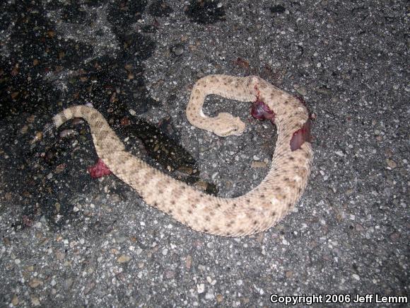 Colorado Desert Sidewinder (Crotalus cerastes laterorepens)