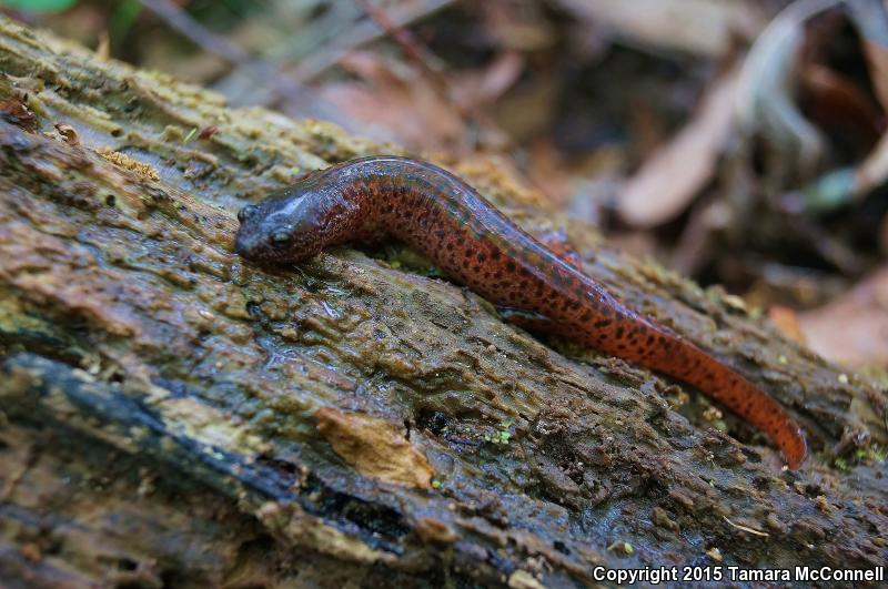 Southern Red Salamander (Pseudotriton ruber vioscai)