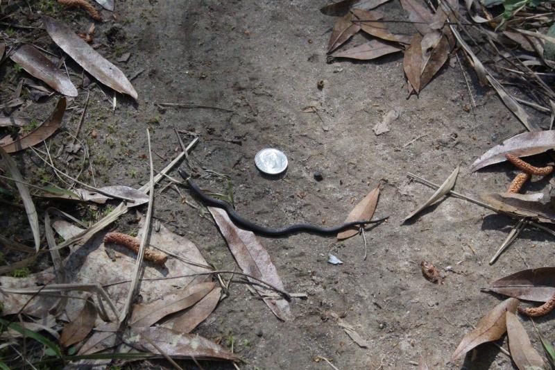 Mississippi Ring-necked Snake (Diadophis punctatus stictogenys)