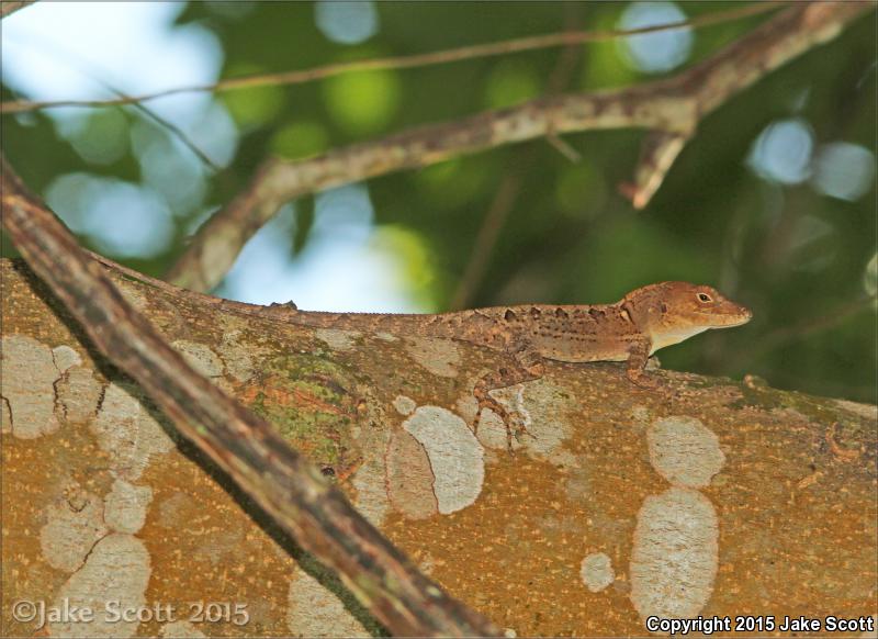 Large-headed Anole (Anolis cybotes)