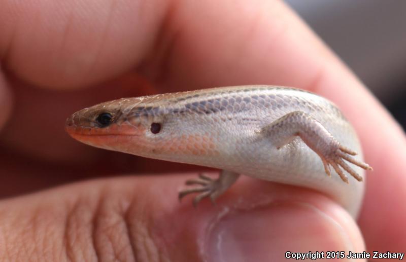 Southern Prairie Skink (Plestiodon septentrionalis obtusirostris)