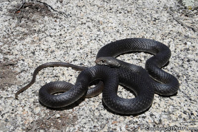 Baja California Coachwhip (Coluber fuliginosus)