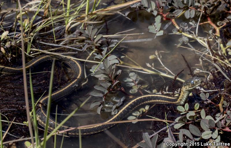 Oregon Gartersnake (Thamnophis atratus hydrophilus)