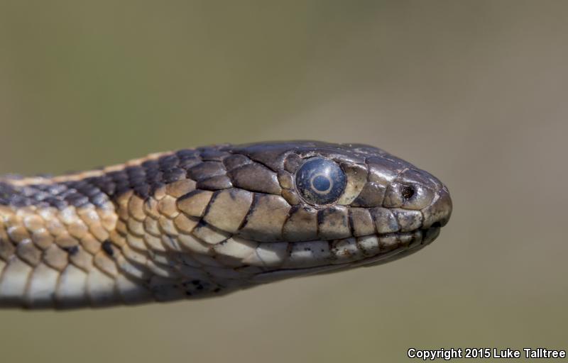 Oregon Gartersnake (Thamnophis atratus hydrophilus)