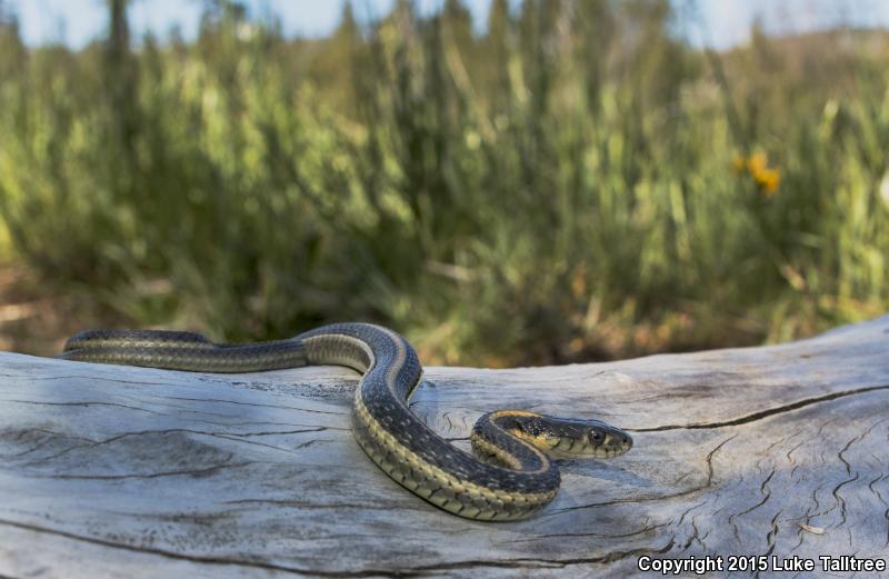 Oregon Gartersnake (Thamnophis atratus hydrophilus)