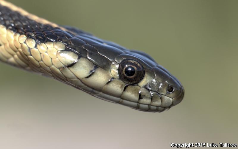 Oregon Gartersnake (Thamnophis atratus hydrophilus)