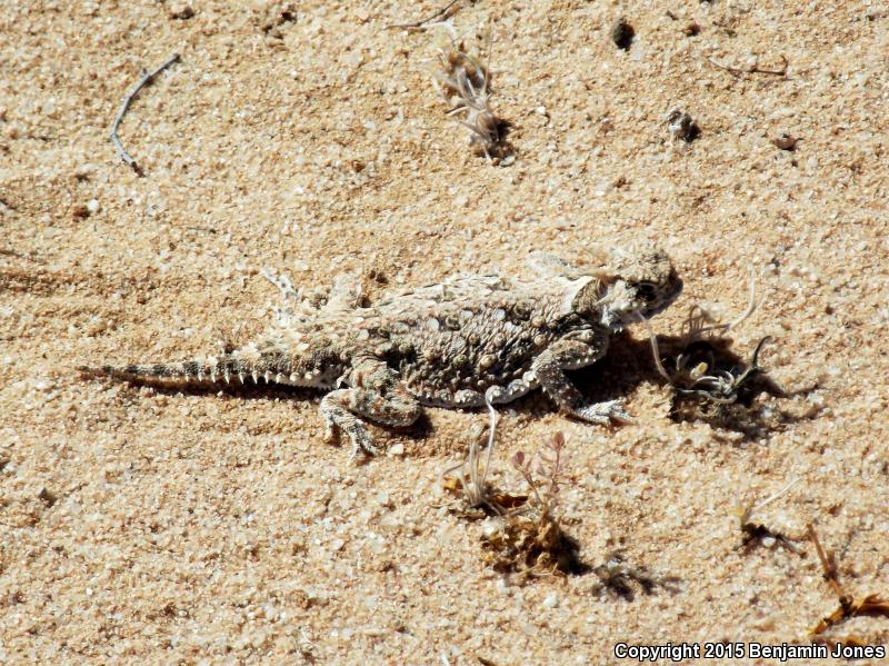 Goode's Horned Lizard (Phrynosoma goodei)