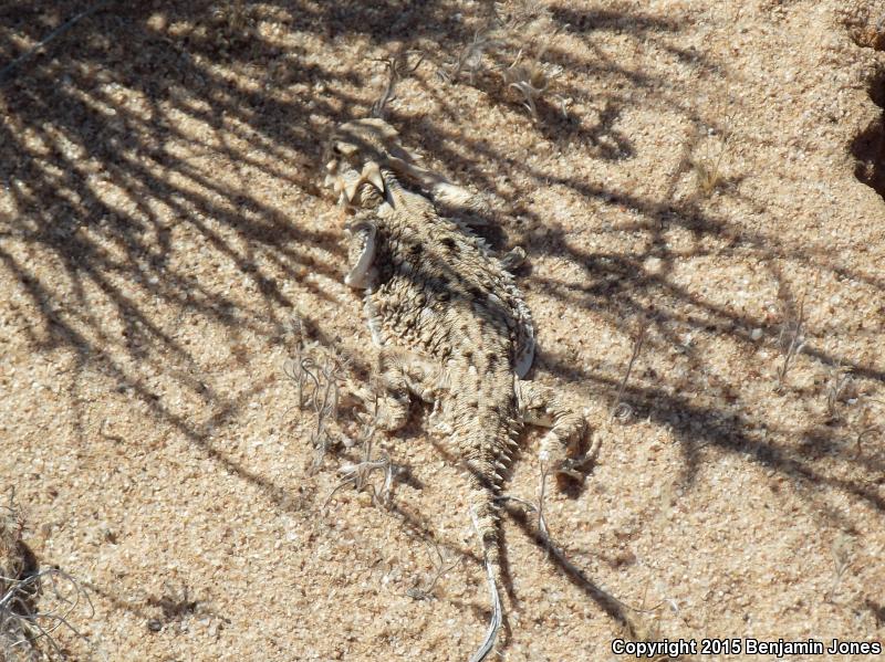 Goode's Horned Lizard (Phrynosoma goodei)