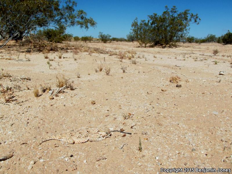 Goode's Horned Lizard (Phrynosoma goodei)