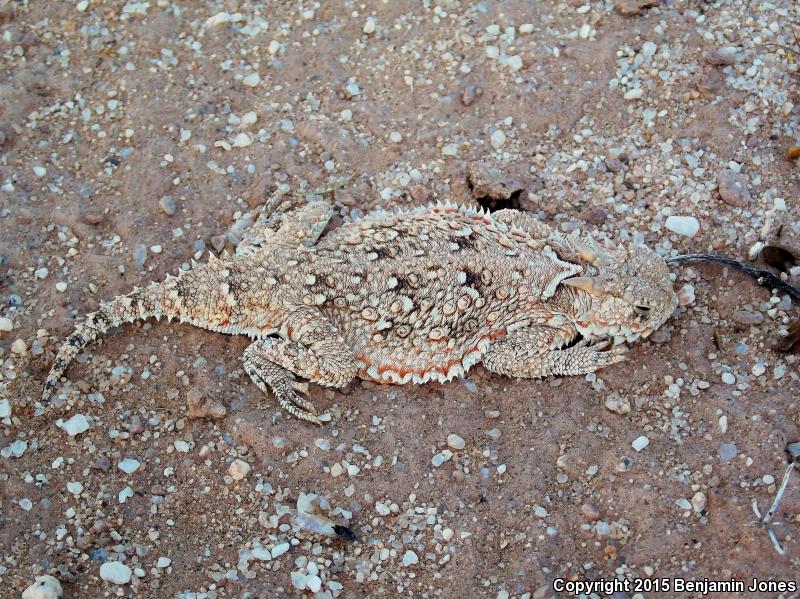 Goode's Horned Lizard (Phrynosoma goodei)