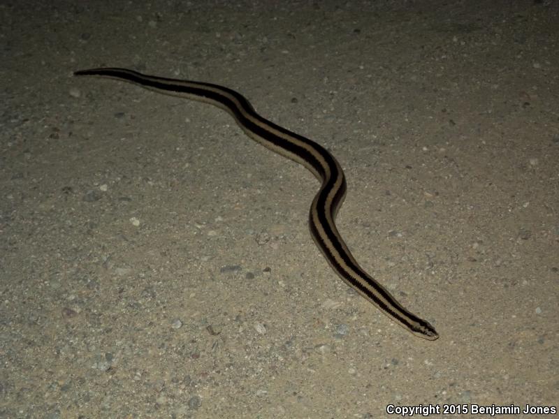 Mexican Rosy Boa (Lichanura trivirgata trivirgata)