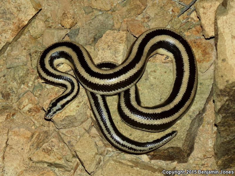 Mexican Rosy Boa (Lichanura trivirgata trivirgata)