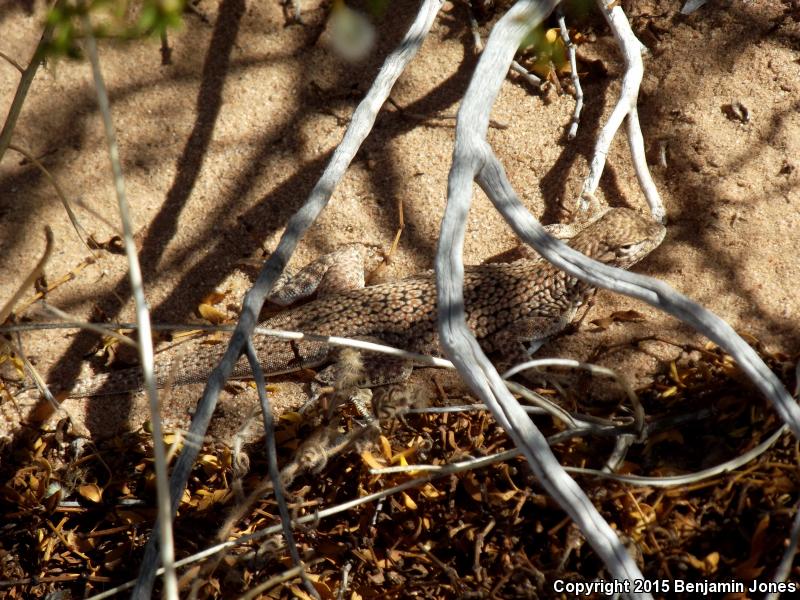 Yuman Fringe-toed Lizard (Uma rufopunctata)