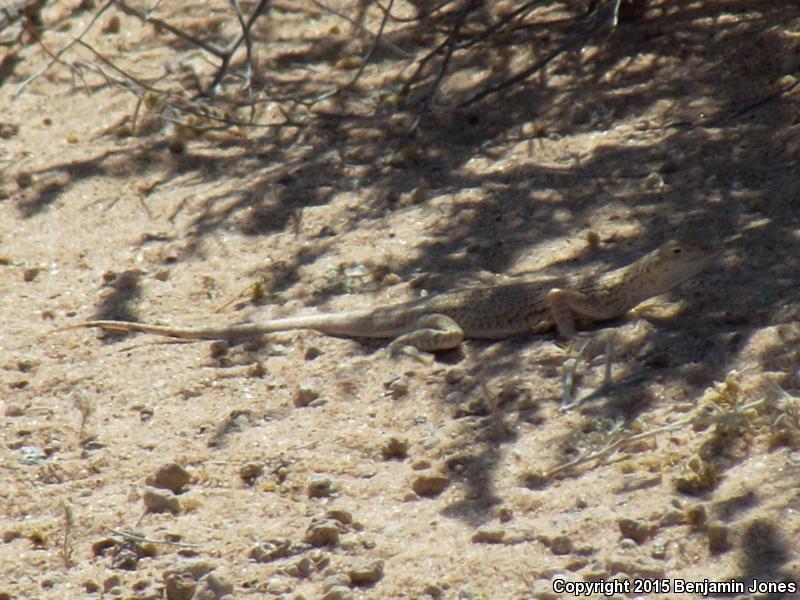 Yuman Fringe-toed Lizard (Uma rufopunctata)