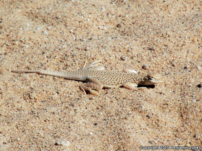 Yuman Fringe-toed Lizard (Uma rufopunctata)