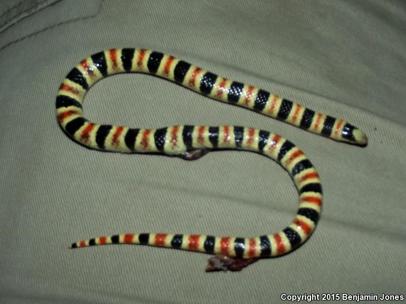 Tucson Shovel-nosed Snake (Chionactis occipitalis klauberi)