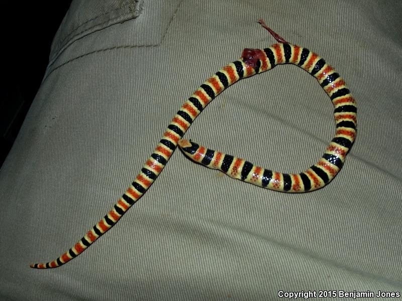 Tucson Shovel-nosed Snake (Chionactis occipitalis klauberi)