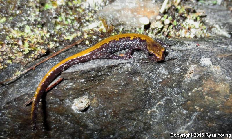 Coeur D'Alene Salamander (Plethodon idahoensis)