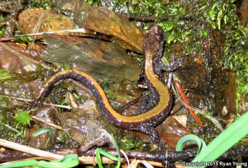 Coeur D'Alene Salamander (Plethodon idahoensis)