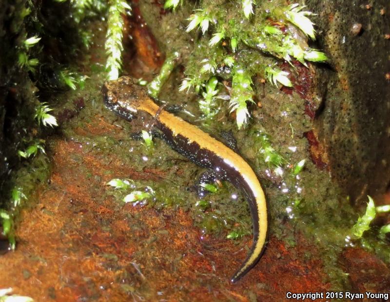 Coeur D'Alene Salamander (Plethodon idahoensis)