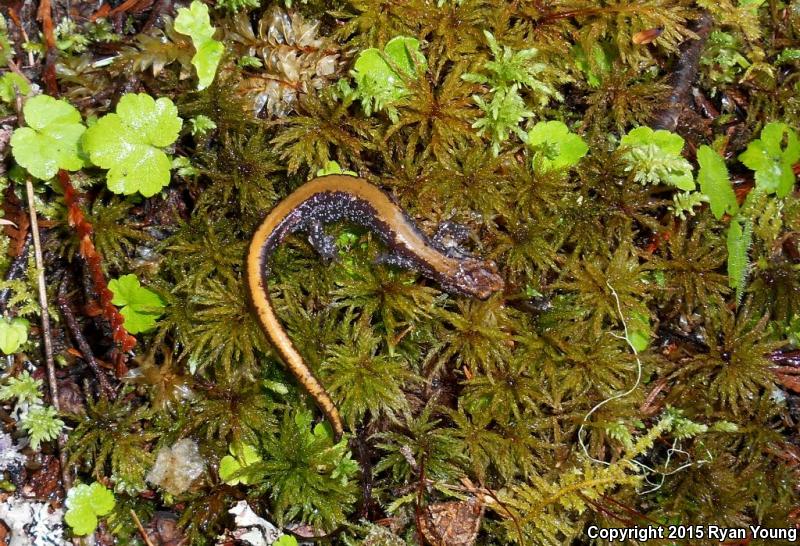 Coeur D'Alene Salamander (Plethodon idahoensis)