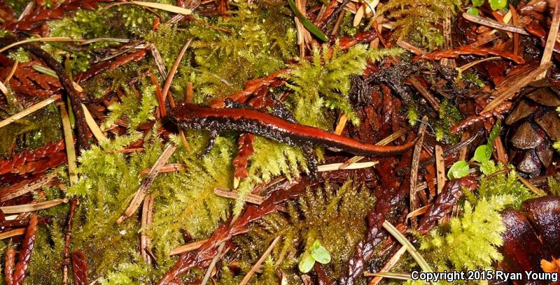 Coeur D'Alene Salamander (Plethodon idahoensis)