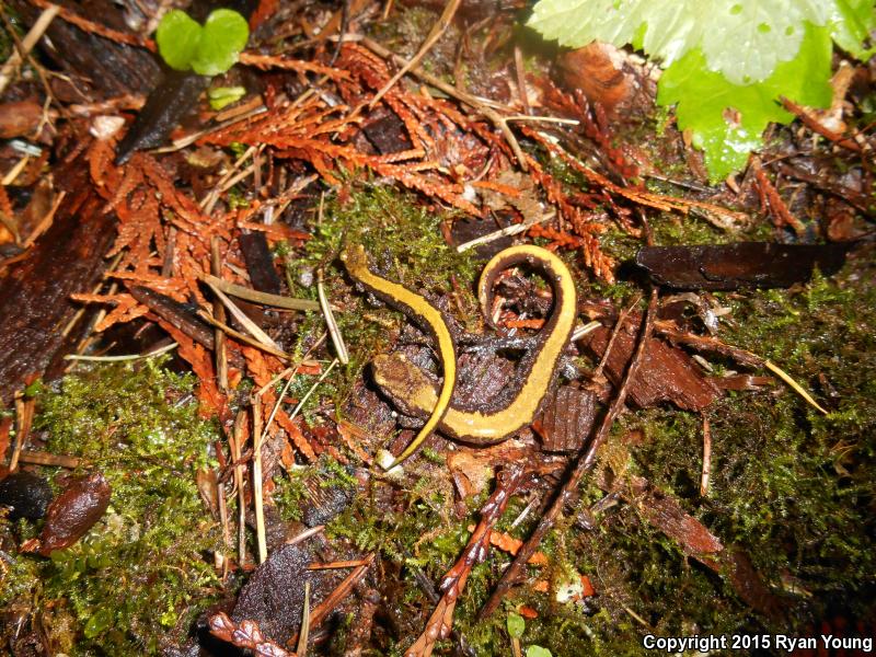 Coeur D'Alene Salamander (Plethodon idahoensis)