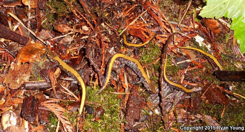 Coeur D'Alene Salamander (Plethodon idahoensis)