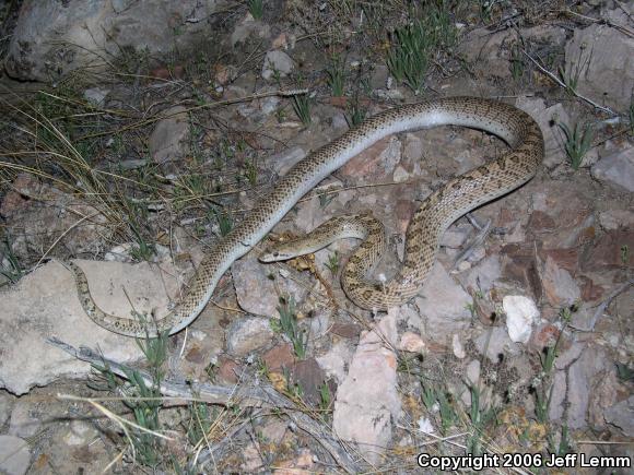 Desert Glossy Snake (Arizona elegans eburnata)