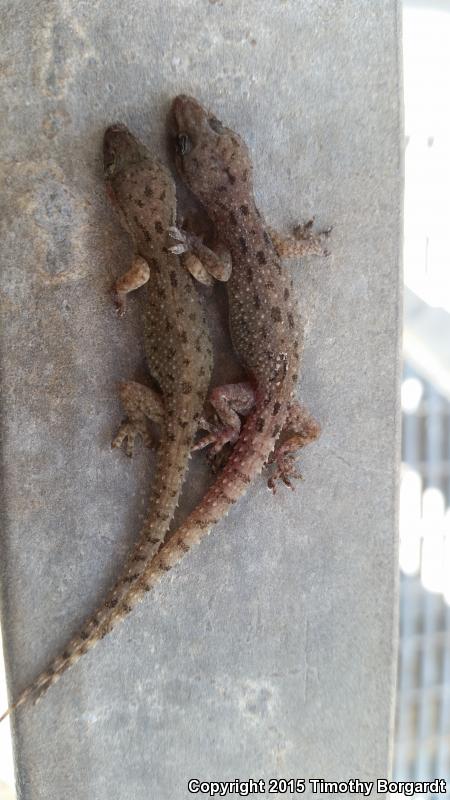 Sri Lankan House Gecko (Hemidactylus parvimaculatus)