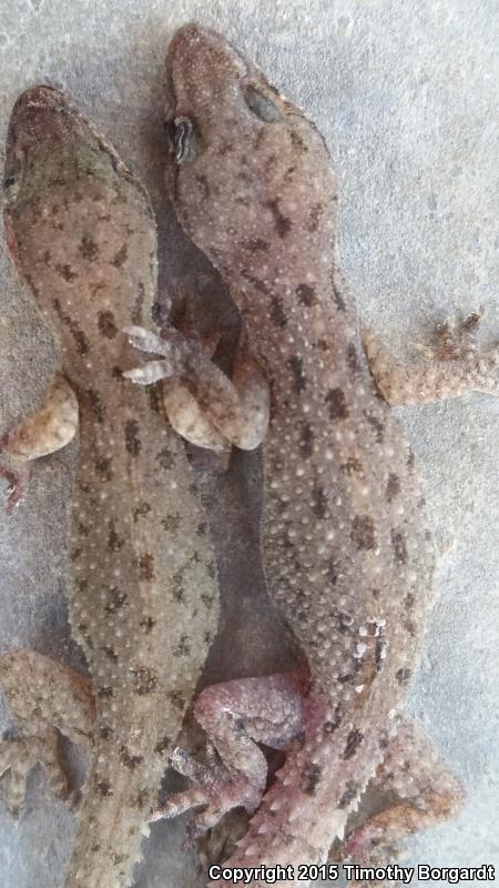 Sri Lankan House Gecko (Hemidactylus parvimaculatus)
