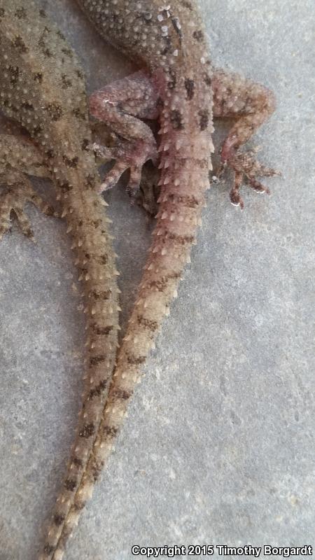 Sri Lankan House Gecko (Hemidactylus parvimaculatus)