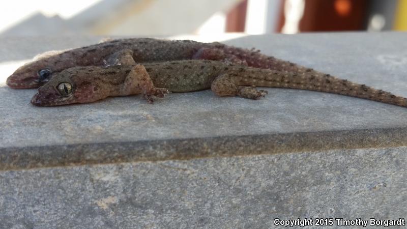 Sri Lankan House Gecko (Hemidactylus parvimaculatus)