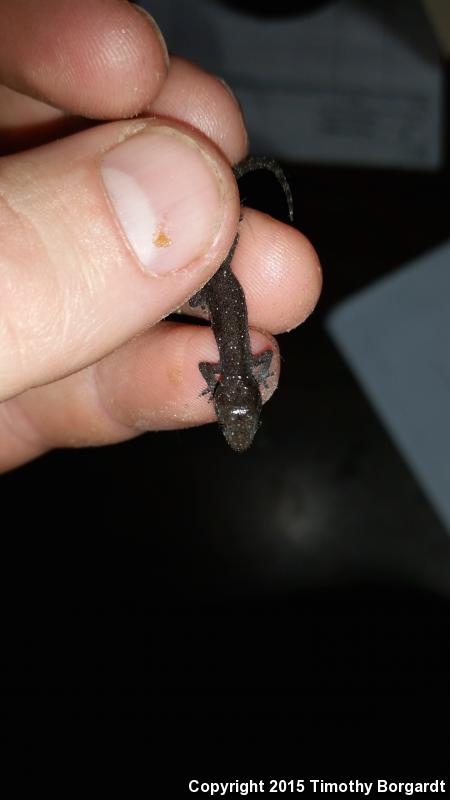 Sri Lankan House Gecko (Hemidactylus parvimaculatus)