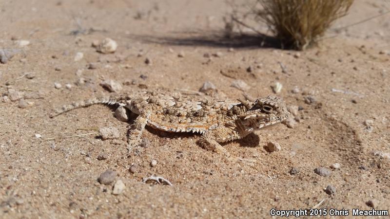 Goode's Horned Lizard (Phrynosoma goodei)