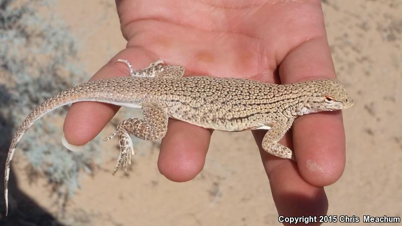 Yuman Fringe-toed Lizard (Uma rufopunctata)