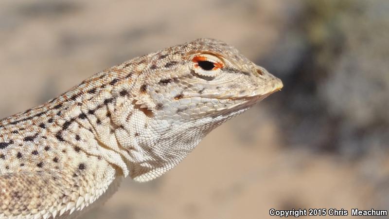 Yuman Fringe-toed Lizard (Uma rufopunctata)