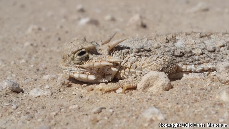 Goode's Horned Lizard (Phrynosoma goodei)