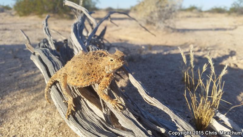 Goode's Horned Lizard (Phrynosoma goodei)