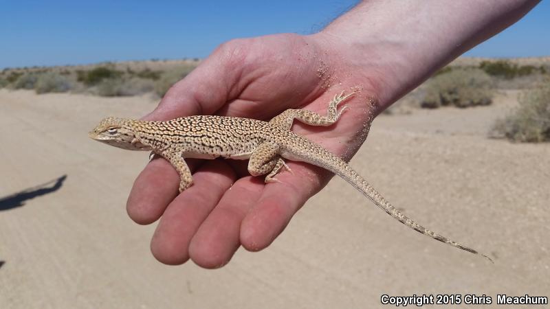 Yuman Fringe-toed Lizard (Uma rufopunctata)