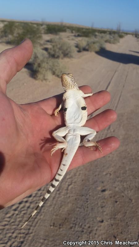 Yuman Fringe-toed Lizard (Uma rufopunctata)