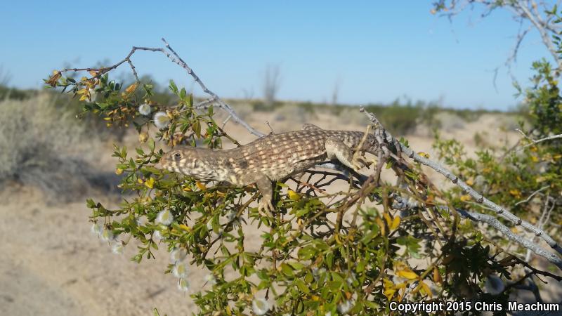 Sonoran Desert Iguana (Dipsosaurus dorsalis sonoriensis)