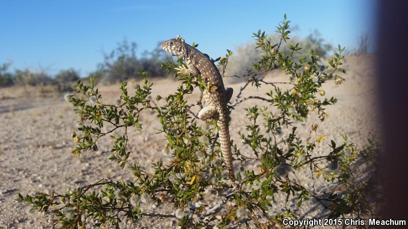 Sonoran Desert Iguana (Dipsosaurus dorsalis sonoriensis)