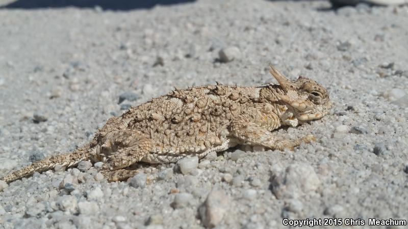 Goode's Horned Lizard (Phrynosoma goodei)