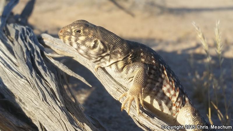 Sonoran Desert Iguana (Dipsosaurus dorsalis sonoriensis)