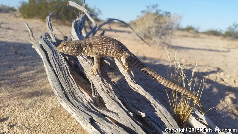 Sonoran Desert Iguana (Dipsosaurus dorsalis sonoriensis)