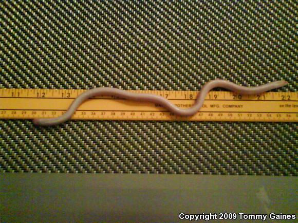 Florida Worm Lizard (Rhineura floridana)