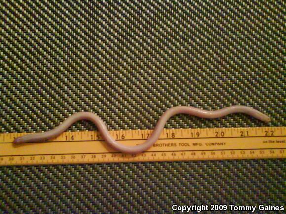 Florida Worm Lizard (Rhineura floridana)